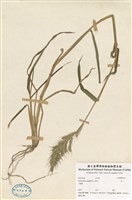 藏品(萆)的圖片